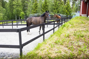 Små hagar, Stall Danora